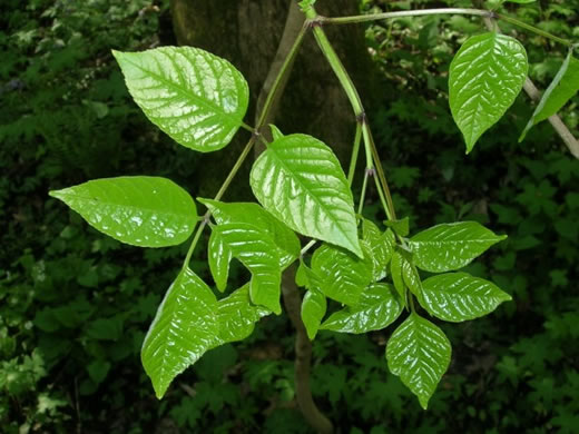 image of Fraxinus quadrangulata, Blue Ash