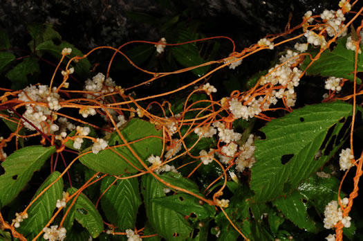 image of Cuscuta rostrata, Appalachian Dodder, Beaked Dodder