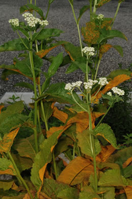 image of Parthenium integrifolium var. integrifolium, Common Wild Quinine