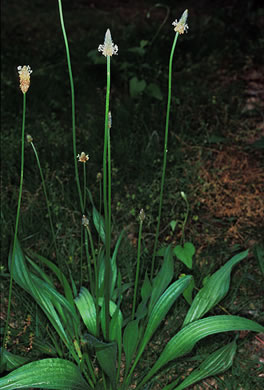 image of Plantago lanceolata, English Plantain, Buckhorn Plantain, Rib-grass, Narrowleaf Plantain