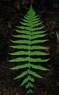 New York Fern