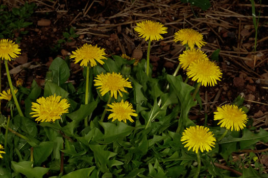 image of Taraxacum officinale, Common Dandelion