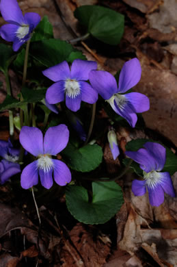 image of Viola sororia var. sororia, Dooryard Violet, Confederate Violet, Common Blue Violet