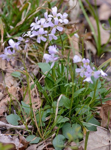 image of Cardamine douglassii, Limestone Bittercress, Douglass's Bittercress, Purple Cress, Pink Spring-cress