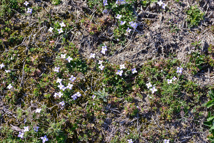 image of Houstonia rosea, Rose Bluet, Pygmy Bluet