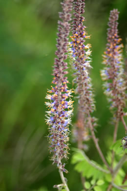 image of Amorpha herbacea var. herbacea, Leadplant, Dwarf Indigo-bush, Clusterspike Indigo-bush