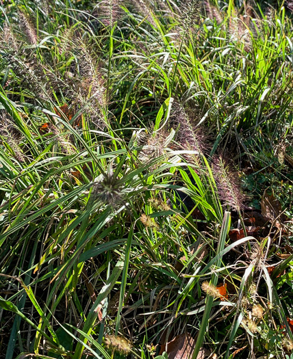 image of Cenchrus purpurascens, Chinese Fountaingrass, Black Fountaingrass, Foxtail Fountaingrass