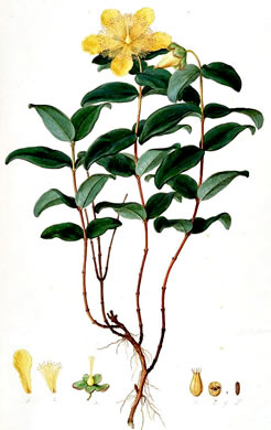 drawing of Hypericum calycinum, Aaron's Beard