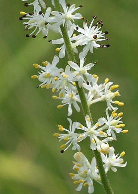 image of Triantha racemosa, Coastal Bog Asphodel, Southern Bog Asphodel, Coastal False Asphodel, Savanna Asphodel