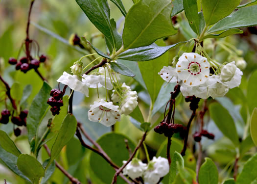 image of Kalmia cuneata, White Wicky