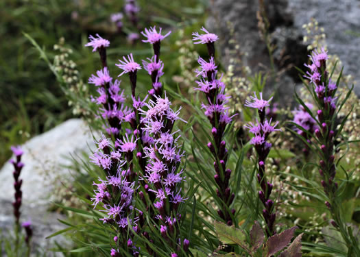 image of Liatris helleri, Smooth Blazing-star, Heller's Blazing-star