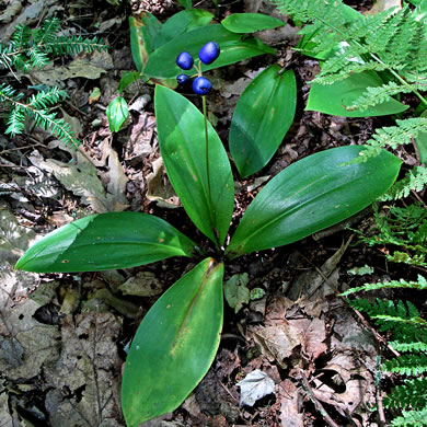 image of Clintonia borealis, Bluebead-lily, Clinton's Lily, Yellow Clintonia, Yellow Bead Lily