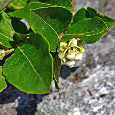 image of Lyonia ligustrina var. ligustrina, Northern Maleberry, He-huckleberry