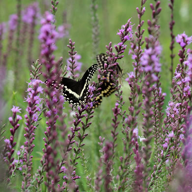 image of Liatris resinosa, Dense Blazing-star, Bog Blazing-star