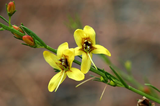 image of Seymeria cassioides, Senna Seymeria, Yaupon Black-senna