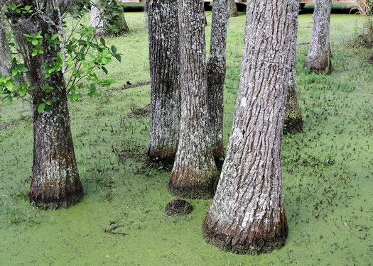 image of Nyssa aquatica, Water Tupelo, Cotton Gum, Tupelo Gum