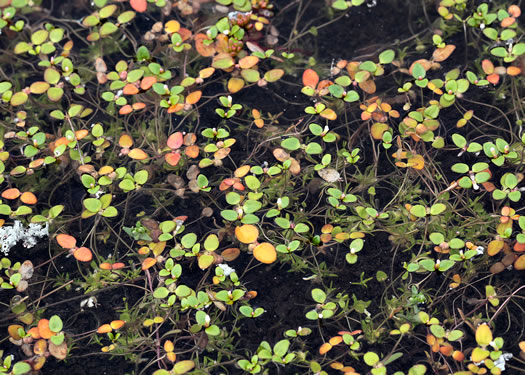 image of Gratiola amphiantha, Pool-sprite, Snorkelwort, Little Amphianthus