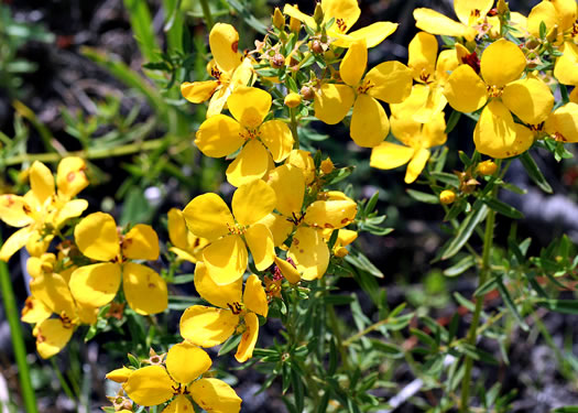 image of Rhexia lutea, Yellow Meadowbeauty, Golden Meadowbeauty