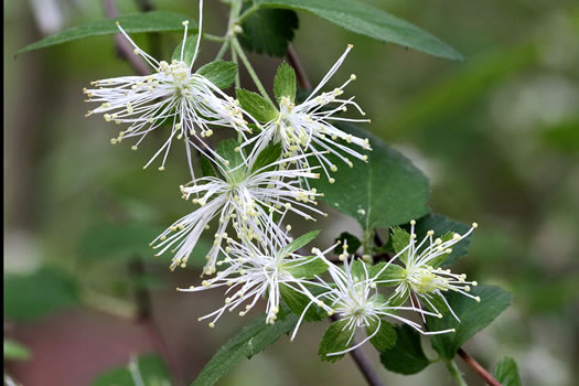 image of Neviusia alabamensis, Alabama Snow-wreath, Neviusia