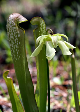 Sarracenia minor var. minor, Hooded Pitcherplant