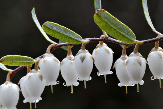 image of Chamaedaphne calyculata, Leatherleaf, Cassandra