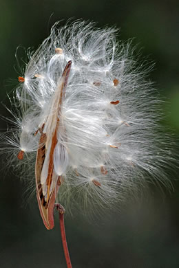 image of Asclepias amplexicaulis, Wavyleaf Milkweed, Clasping Milkweed, Sand Milkweed, Blunt-leaved Milkweed