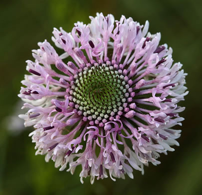 image of Marshallia graminifolia, Grassleaf Barbara's-buttons