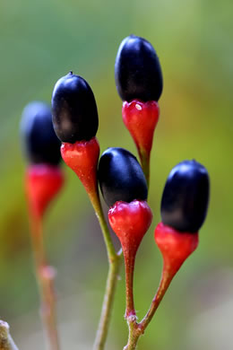 image of Sassafras albidum, Sassafras