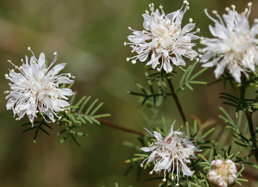 image of Dalea pinnata var. pinnata, Summer Farewell, Eastern Prairie-clover