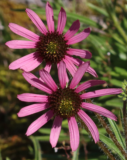 image of Echinacea tennesseensis, Tennessee Purple Coneflower, Tennessee Coneflower