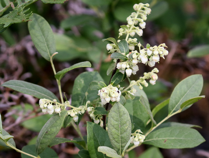 image of Lyonia ligustrina var. foliosiflora, Southern Maleberry, He-huckleberry