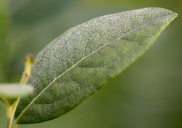 image of Lyonia ligustrina var. foliosiflora, Southern Maleberry, He-huckleberry