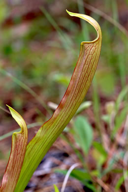 Sarracenia rubra ssp. rubra, Carolina Sweet Pitcherplant, Carolina Redflower Pitcherplant, Red Pitcherplant, Sweet Pitcherplant