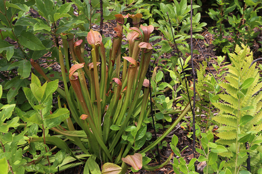 image of Sarracenia rubra ssp. rubra, Carolina Sweet Pitcherplant, Carolina Redflower Pitcherplant, Red Pitcherplant, Sweet Pitcherplant