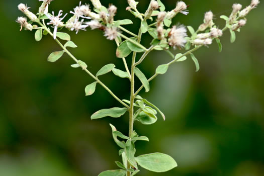 image of Sericocarpus tortifolius, Twisted-leaf Whitetop Aster, Dixie Whitetop Aster