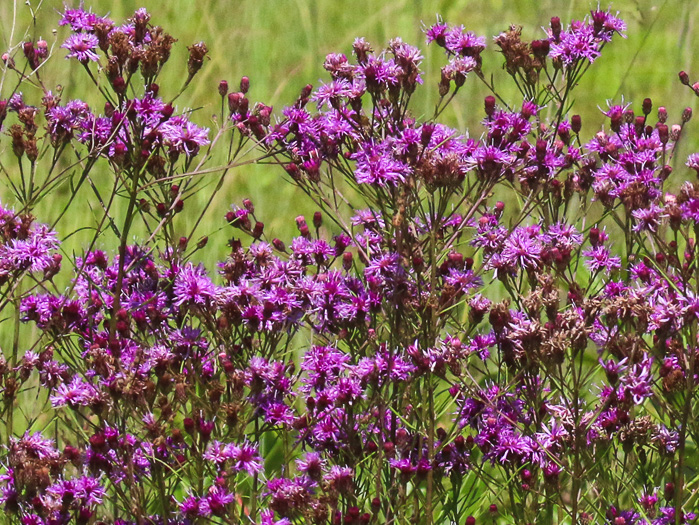 image of Vernonia angustifolia var. angustifolia, Narrowleaf Ironweed, Carolina Slender Ironweed, Carolina Sandhill Ironweed