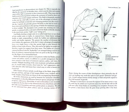 page from Botany for Gardeners by Brian Capon