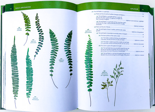 page from Ferns, Spikemosses, Clubmosses, and Quillworts by Emily Sessa