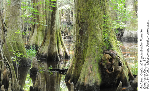 Audubon Center at the Francis Beidler Forest. Photo by Mark Musselman.